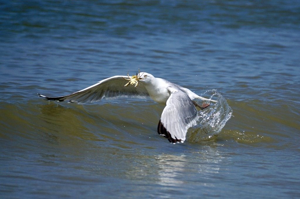 Vogel fängt Krabbe