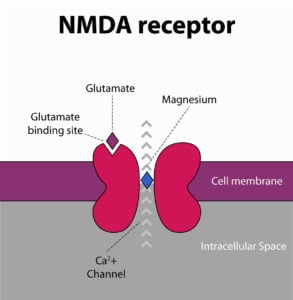 nmda-Rezeptor